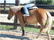 horseball13